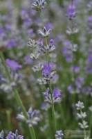 Lavandula angustifolia 'Luberon' -- Lavendel
